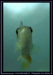 A Perch from under... :O) Curious... Que du Bonheur... by Michel Lonfat 